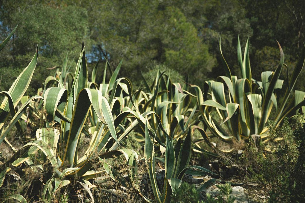 Masia Bartomeu Rural House Between Vineyards 2Km From The Beach El Vendrell Buitenkant foto