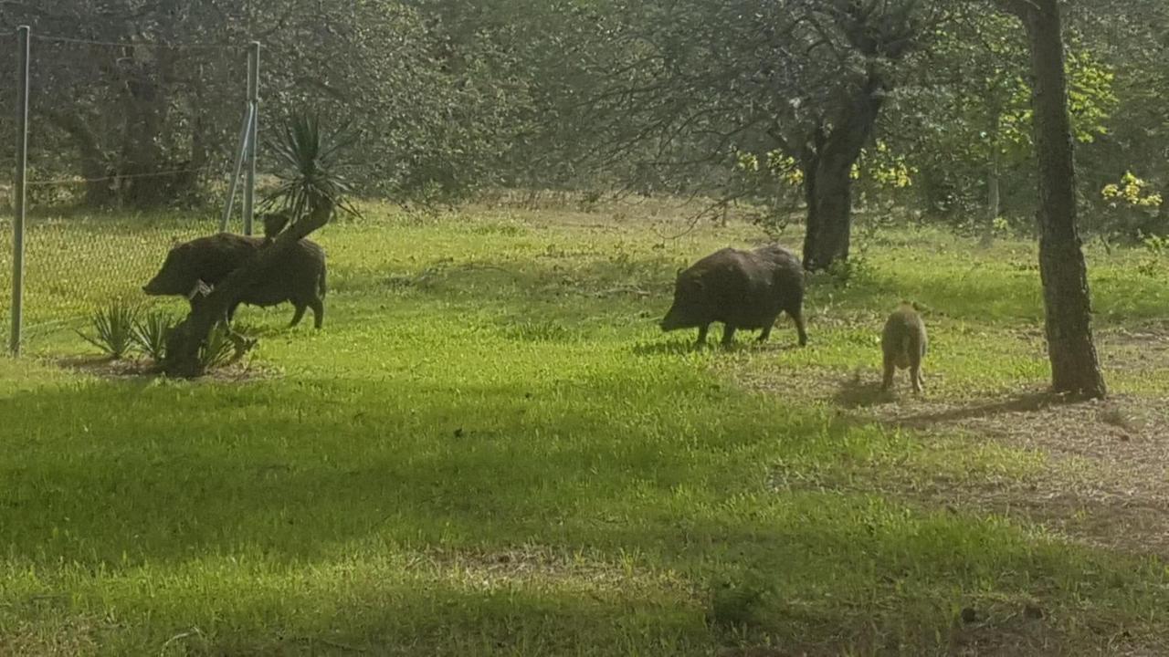 Masia Bartomeu Rural House Between Vineyards 2Km From The Beach El Vendrell Buitenkant foto